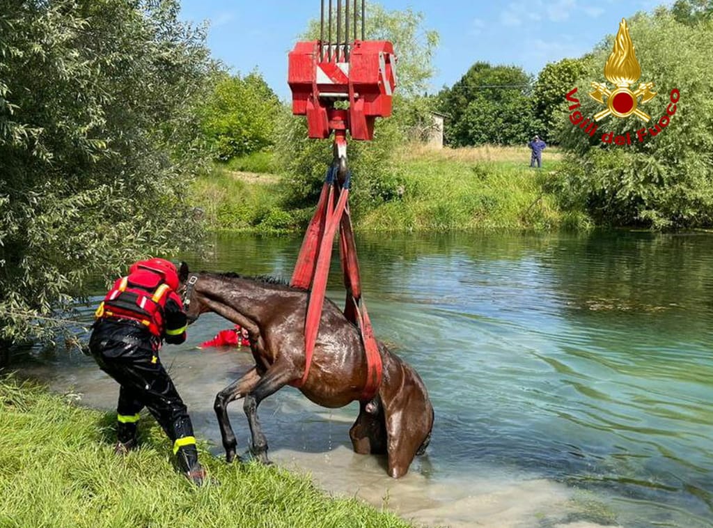 Immagine per Paura per un cavallo bloccato nel fango, salvato con la gru a Fiumicello